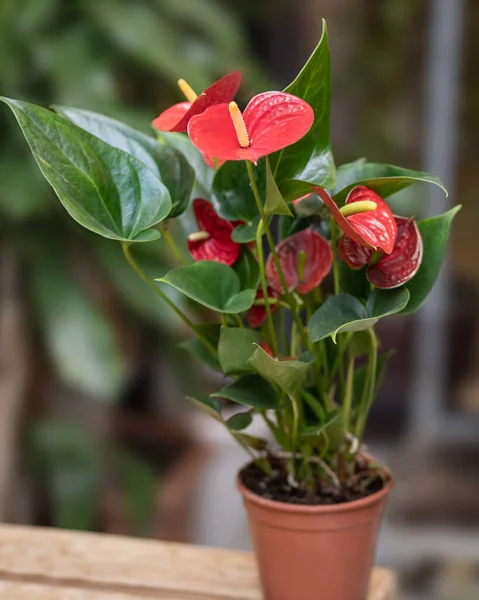 Red Anthurium Laceleaf saksıdaki çiçek bitkisi