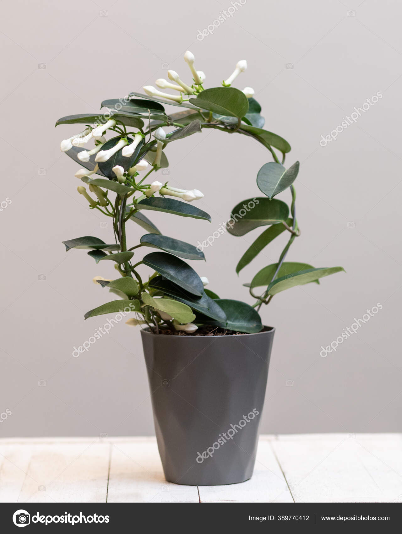 White Stephanotis Floribunda Flower Plant Stock Photo by ©Farhadib 389770412