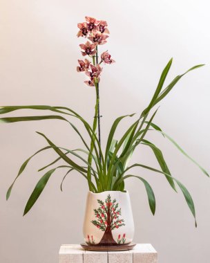 Tekne orkidesi, tencerede cymbidium.