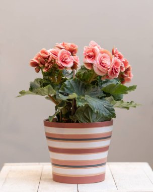 Tencerede pembe Elatior Begonia çiçeği