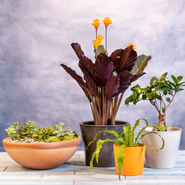 Teraryum, Calathea Crocata Tazmanya, Dua Tesisi, Bonsai yan yana