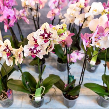 Güve orkidesi, falaenopsis çiçekleri kapatın.