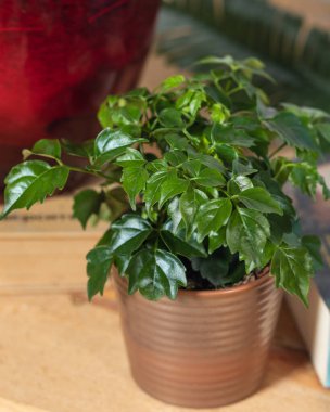 Cüce şemsiye ağacı, saksıda Schefflera arboricola.
