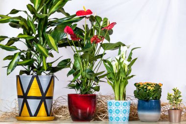 Dracaena parfümleri Cintho, Anthurium Laceleaf, Arum Lily, Kalanchoe, Widow 's-Thrill