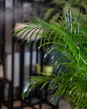 Areca palmiye çiçeği - sulandırma