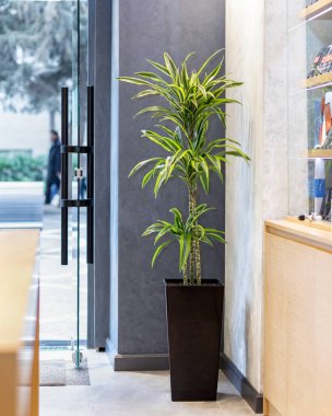 Dracaena, ofiste ejderha kokusu var.