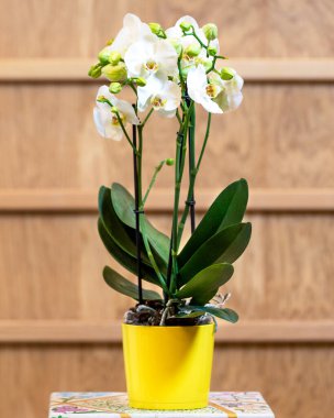 Güzel güve orkidesi, Phalaenopsis sarı tencerede