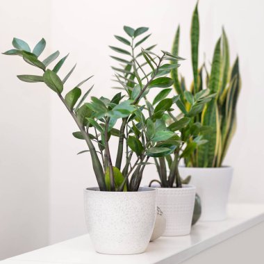Zanzibar Gem, Zamioculcas ve Sansevieria bitkisi beyaz arkaplanda
