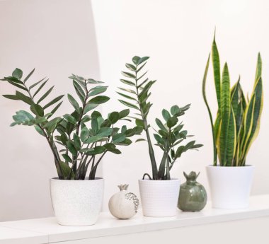 Zanzibar Gem, Zamioculcas ve Sansevieria bitkisi beyaz arkaplanda