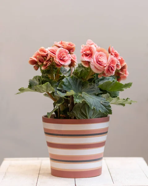 Rózsaszín Elatior Begonia Virág Fazékban — Stock Fotó