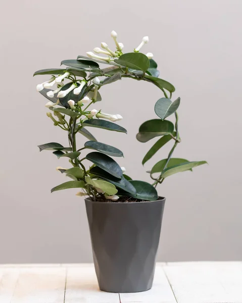 Ανθοφόρο Φυτό Stephanotis Floribunda — Φωτογραφία Αρχείου