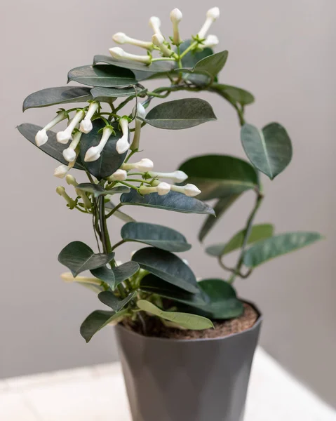 Белое Цветочное Растение Стефанотис — стоковое фото