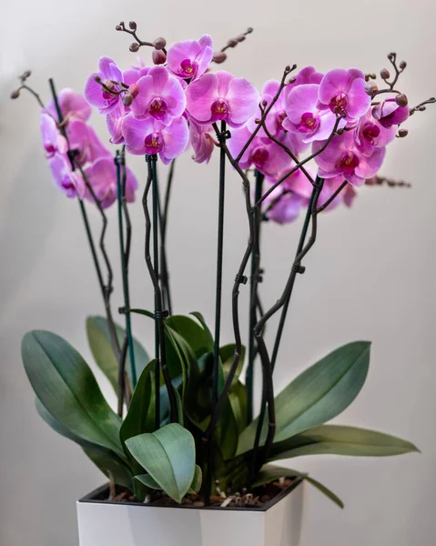 Розовый Фаленопсист Moth Orchid Крупным Планом — стоковое фото