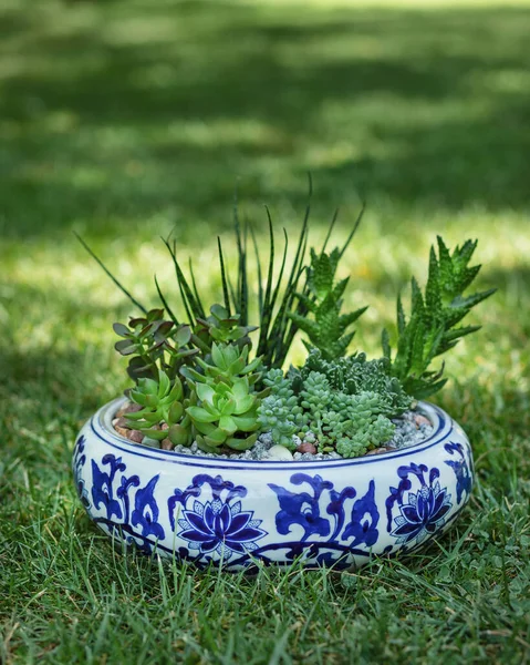 Pianta Terrario Con Succulenta Cactus Vaso Ceramica — Foto Stock