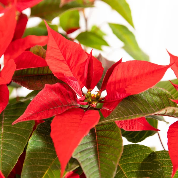 Όμορφο Κόκκινο Φυτό Λουλούδι Poinsettia Κοντά — Φωτογραφία Αρχείου