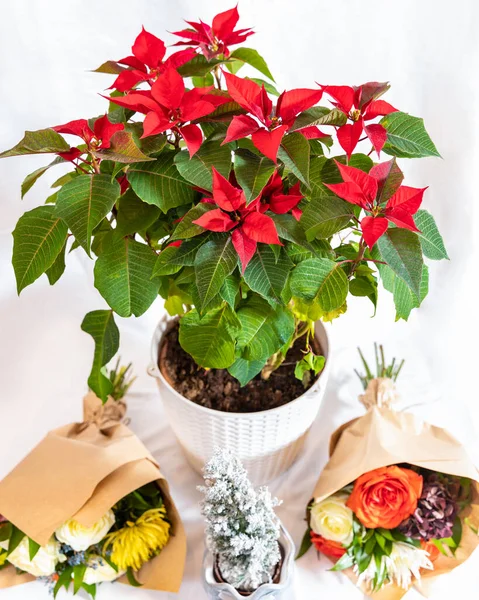 Beautiful red Poinsettia flower plant with white background