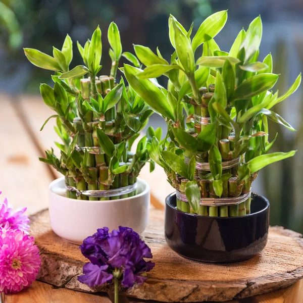 Small Bamboo Pot Flowers — Stock Photo, Image