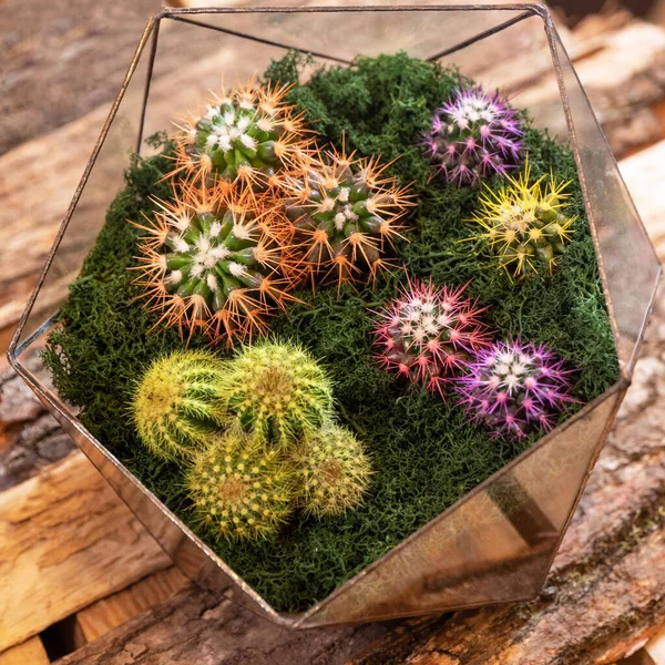 Terarijní Rostlina Šťavnatým Kaktusem Skle — Stock fotografie