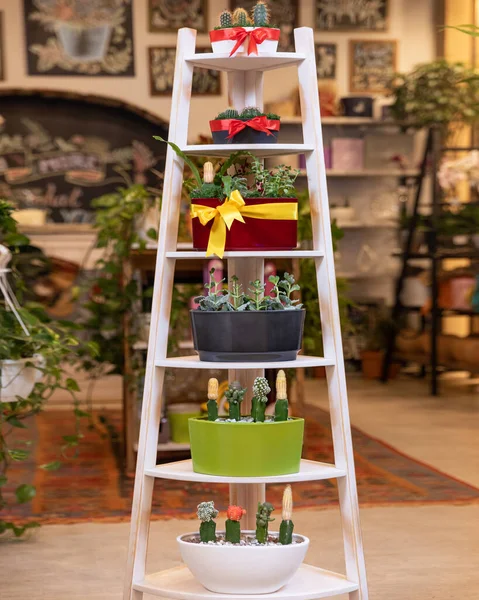 Terrariums Ladder Garden Store — Stock Photo, Image