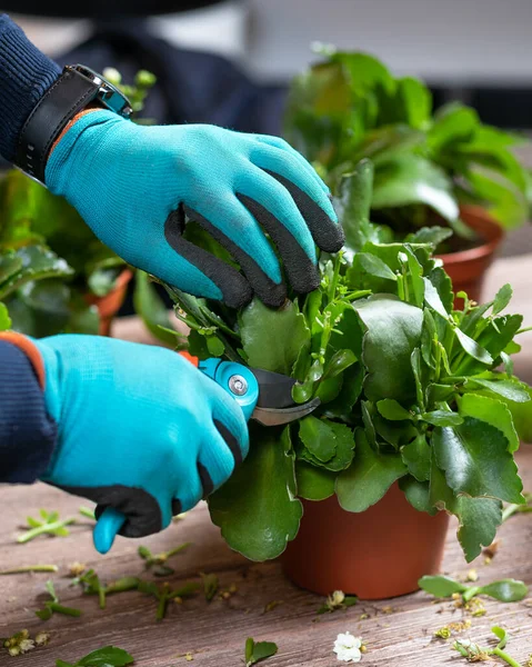 Gardener man cutting Widow\'s-thrill, Kalanchoe plant with garden scissors and gloves