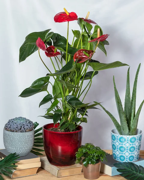 Красный Anthurium Laceleaf Red Pot Aloe Vera Succulent — стоковое фото