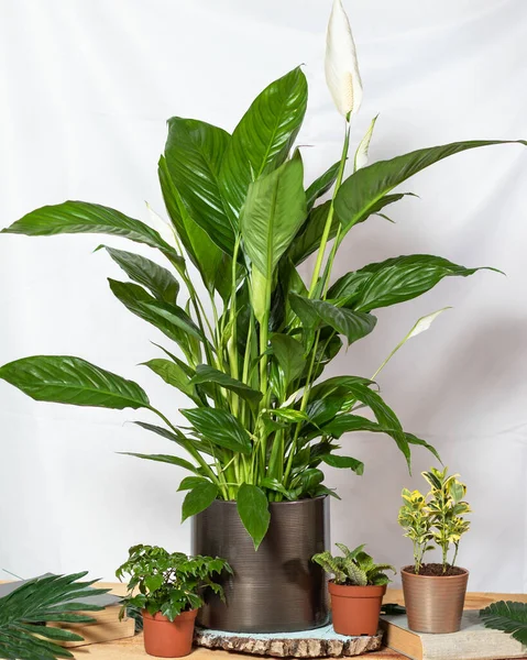 Lírio Paz Spathiphyllum Felicidade Das Mulheres Com Suculentas — Fotografia de Stock