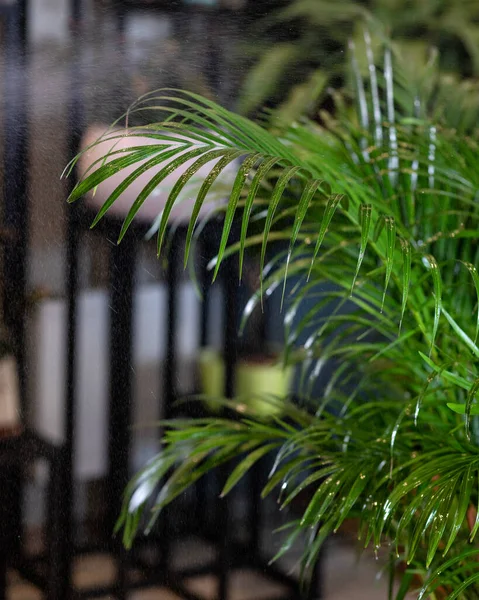 Areca Palmiye Çiçeği Sulandırma — Stok fotoğraf