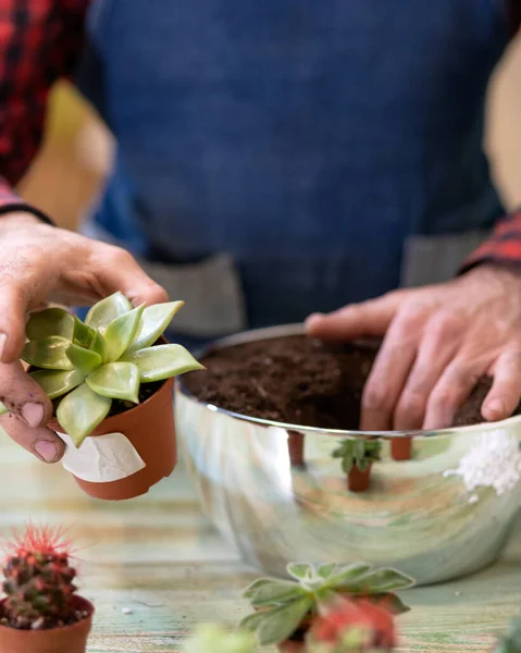 Jardinería Plantación Terrarios Con Suculentas Cactus —  Fotos de Stock