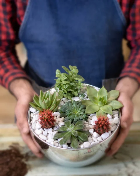 Terrario Hlding Jardinero Con Suculentas Cactus —  Fotos de Stock