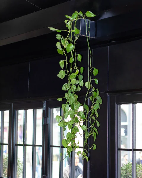 Golden Pothos, Devil\'s ivy, Epipremnum aureum plant on the windows