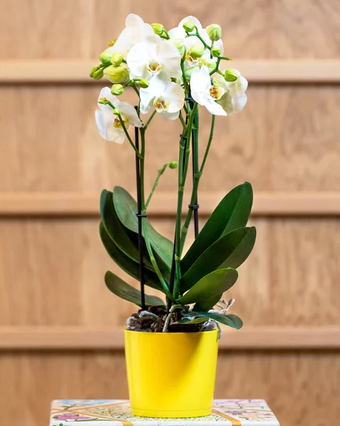Красивая Моль Орхидея Фаленопсис Желтом Горшке — стоковое фото