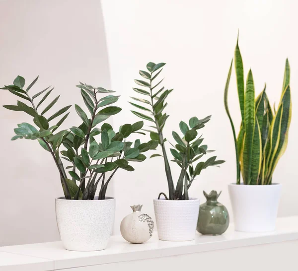 Zanzibar Gem Zamioculcas Растением Sansevieria Белом Фоне — стоковое фото