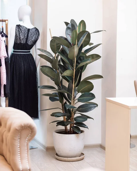 Rubber Plant, Rubber fig, Ficus elastica at the cloth store