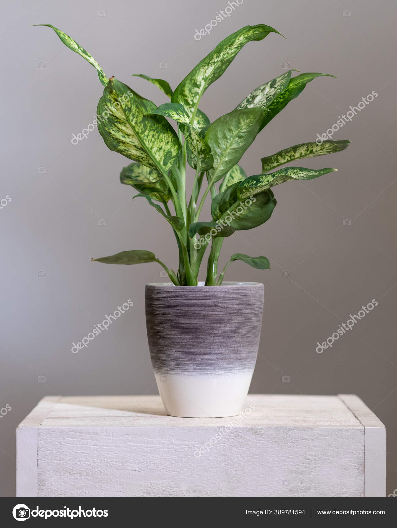 Dieffenbachia Dumb Canes Plant Silver Pot Stock Photo Image By C Farhadib 389781594