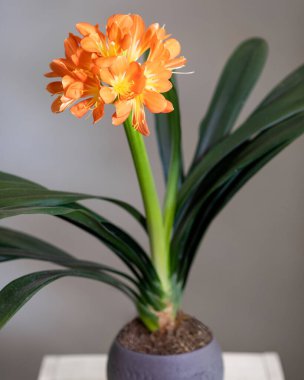 Clivia, Amaryllidaceae çiçek bitkisi yakın plan