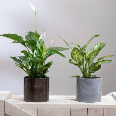 Dieffenbachia Dumb canes with Peace Lily, Spathiphyllum plant clipart