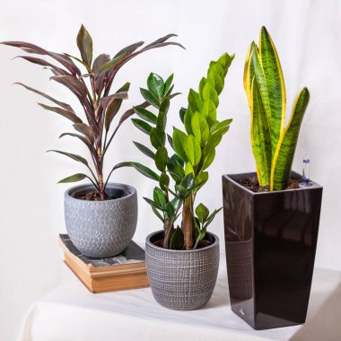 Cordyline fruticosa Rumba, Hawaiian Ti Plant, Zanzibar Gem, Zamioculcas, Sansevieria beyaz arkaplan