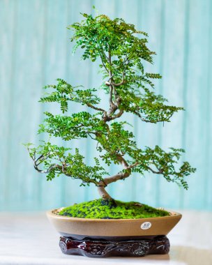 Boxwood ficus bonsai ginseng retusa bitkisi saksıda mavi arka planda