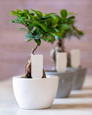 Saksıda Ginkgo Bonsai Ağacı