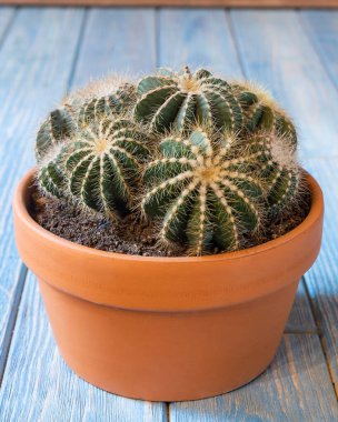 Kırmızı seramik kapta kaktüsler