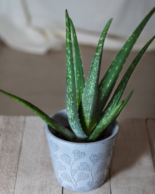 Aloe viridiflora in silver pot clipart
