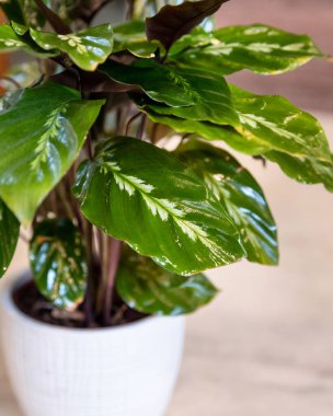 Aglaonema Maria - Çin Evergreen yakın plan