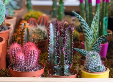 Küçük Boyalı Ay Kaktüsü, Parodi, Afrika Süt Ağacı Kaktüsü