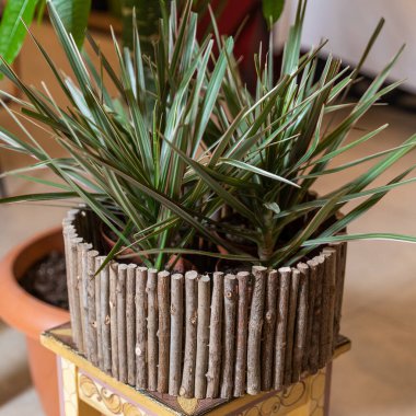 Dracaena draco, tahta kazanda ejderha ağacı
