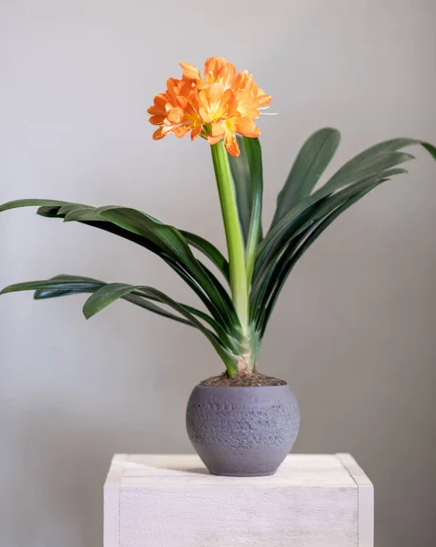 Clivia, Amaryllidaceae çiçek bitkisi gümüş kapta