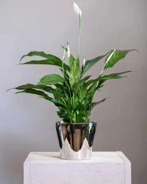 Peace Lily Spathiphyllum Pot Brillant — Photo