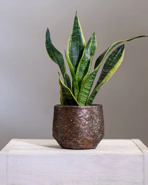 Dracaena Trifasciata Plante Serpent Dans Vieux Pot Métallique — Photo