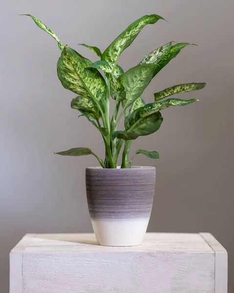 Dieffenbachia Dumb Canes Plant Silver Pot — Stockfoto