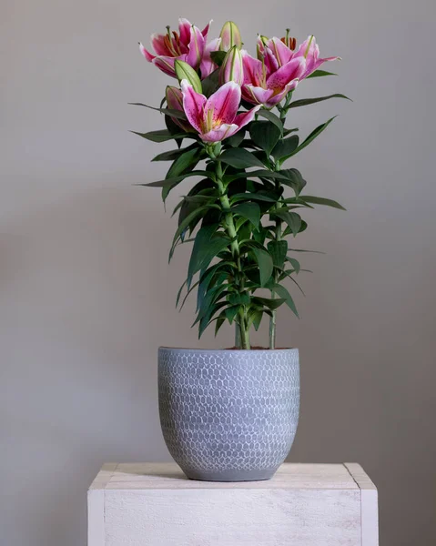 Mor zambak yıldız teleskopu gümüş kapta.