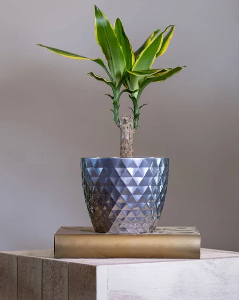 Dracaena Geuren Planten Zilveren Pot — Stockfoto